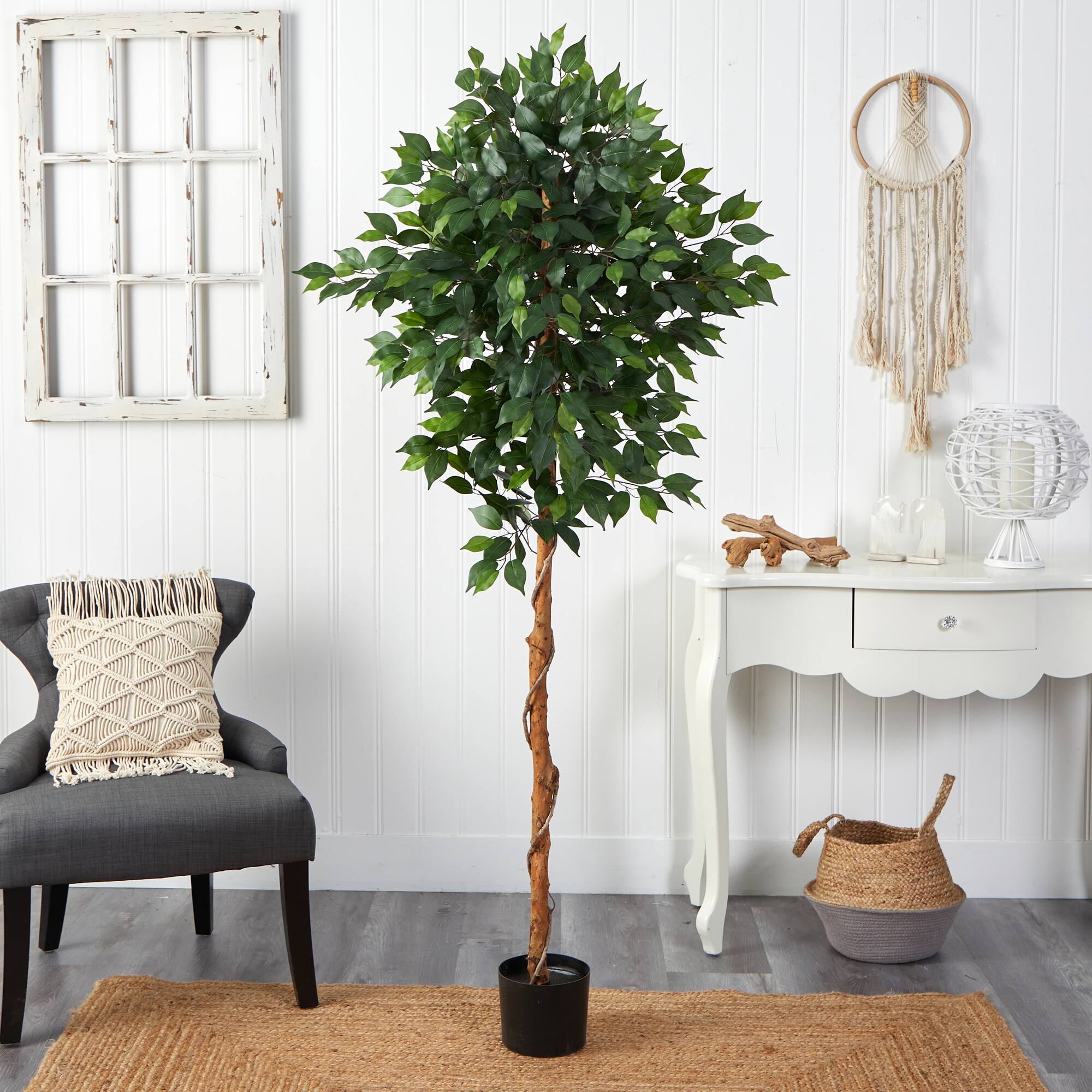 6ft. Potted Ficus Tree